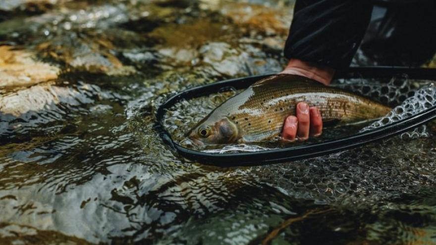 fish in a net