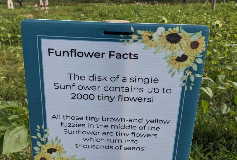 Funflower facts sign